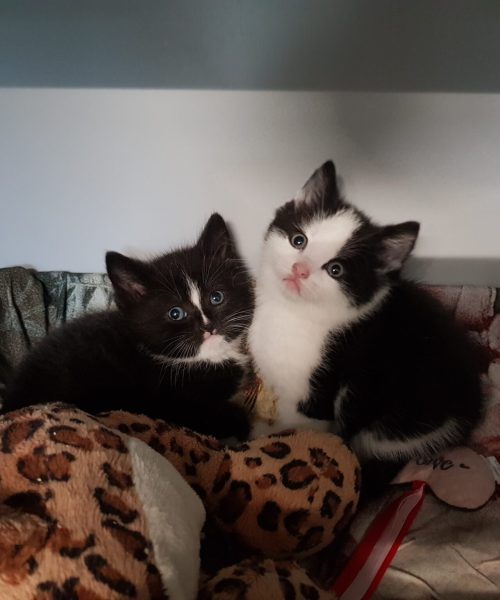 Dierenasiel Biedt Gratis Kittens aan voor Liefdevolle Adoptie