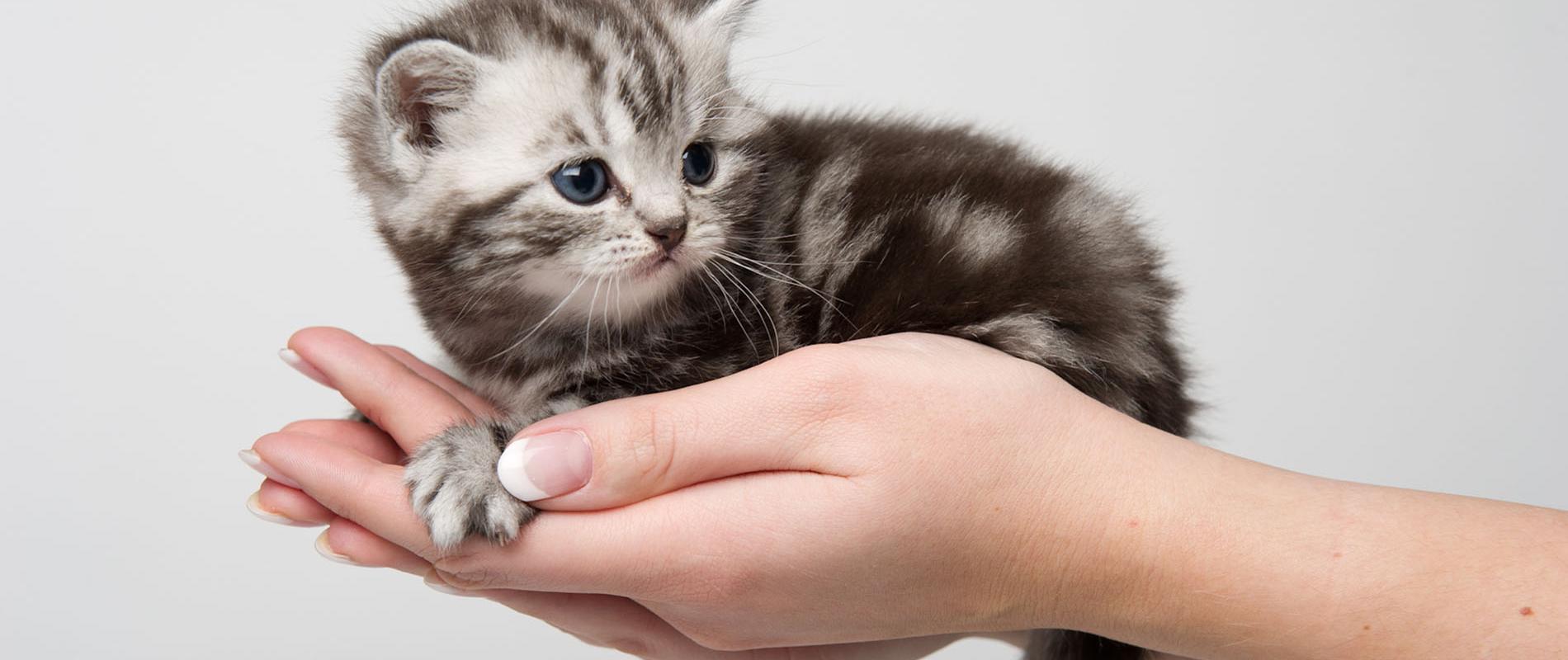 gratis kittens asiel