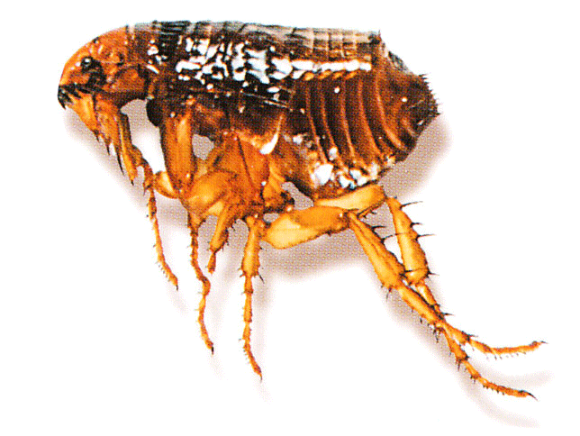 Mijn kat heeft vlooien: Wat nu te doen?