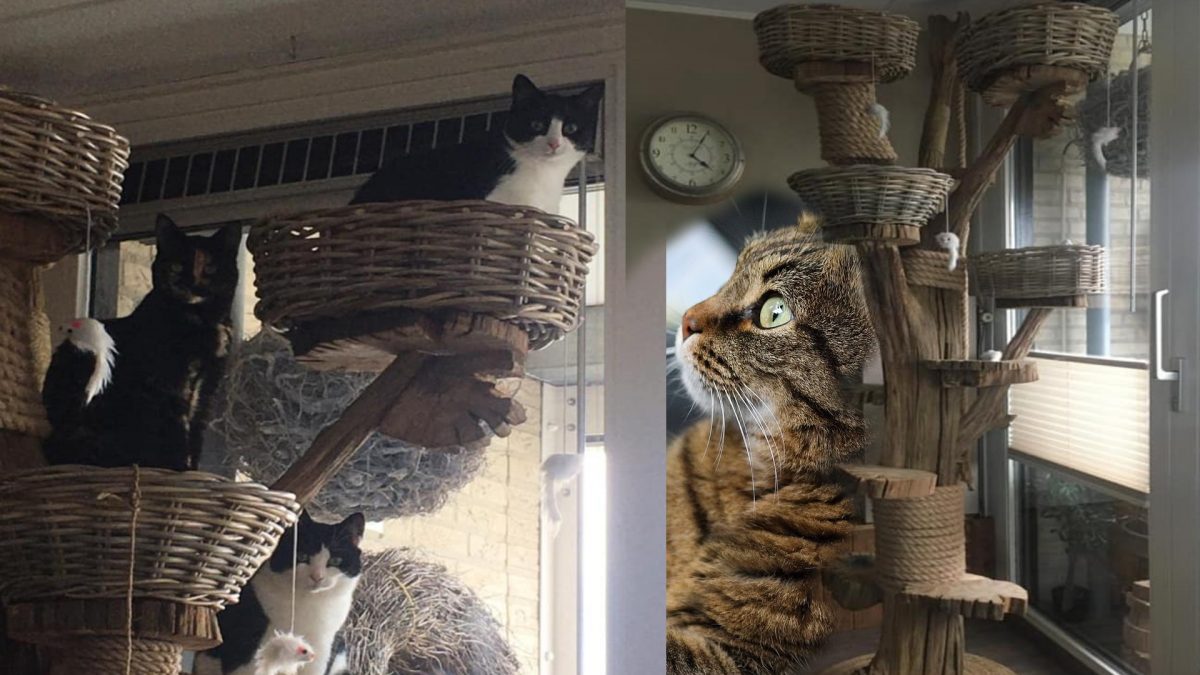 De Ideale Kattenboom: Speelplezier en Comfort voor Jouw Kat