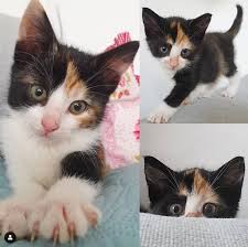 Prachtige Katten en Schattige Kittens te Koop – Vind Jouw Perfecte Pluizige Vriend