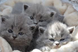 Schattige katten kittens te koop: Vind jouw nieuwe harige vriendje!