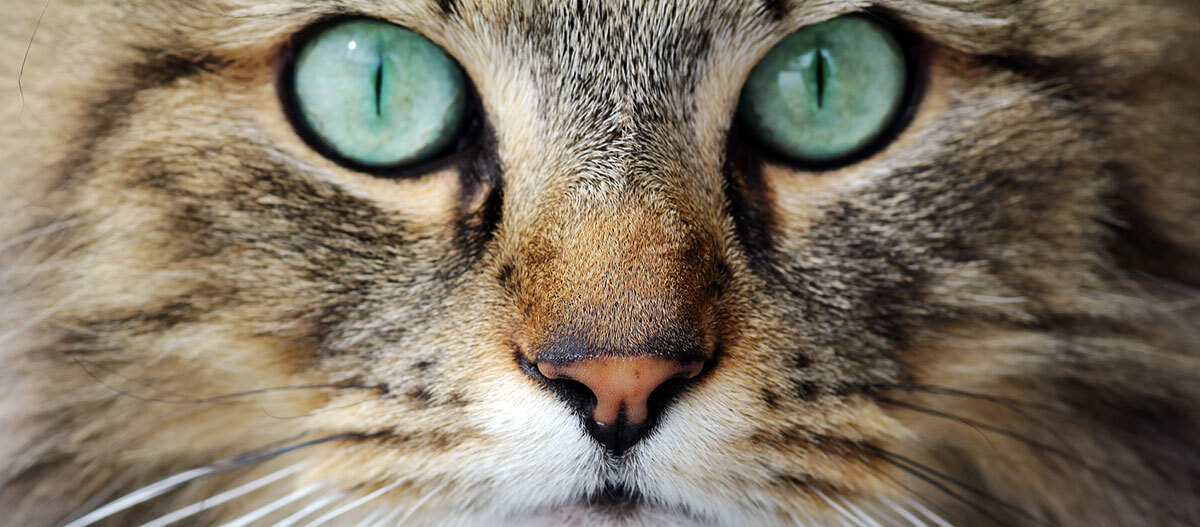 De Betoverende Schoonheid van Kattenogen