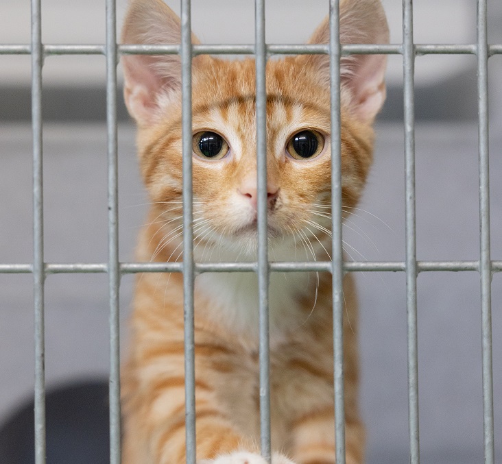 Een nieuw thuis voor een kitten uit het asiel
