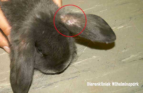 Alles wat u moet weten over schurft bij de kat