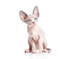 Sphynx Kat Te Koop: Vind Jouw Perfecte Harige Metgezel