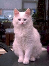De betoverende wereld van de kat: een liefdevolle metgezel
