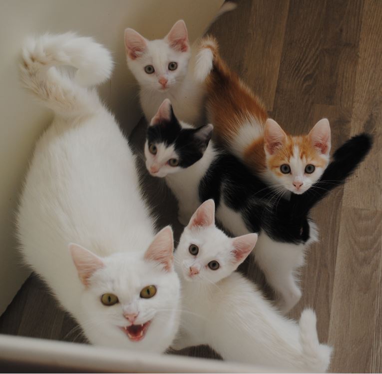 Schattige Kittens te Koop bij Het Dierenasiel