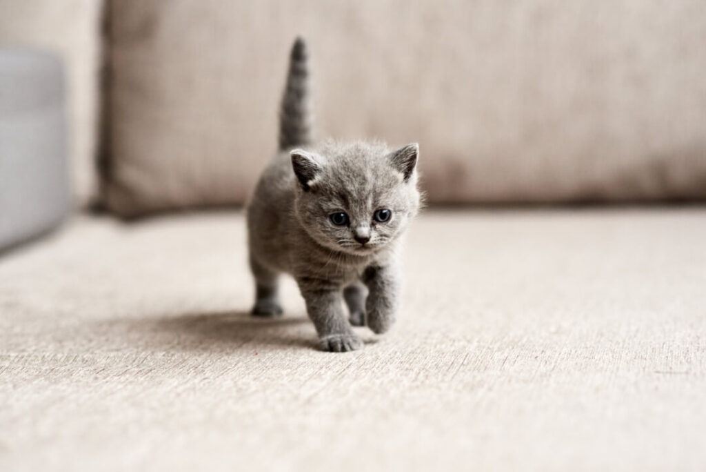Jonge katten te koop: Vind jouw nieuwe pluizige metgezel hier!