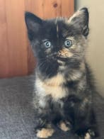 kitten kopen marktplaats
