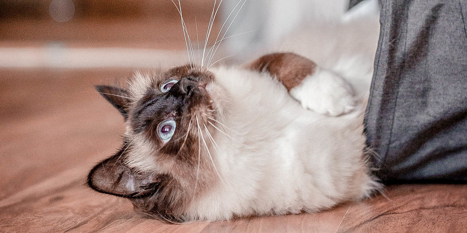 Ontdek de Diversiteit van Kattenrassen: Welk Kittenras Past Bij Jou?