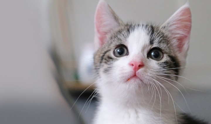 Kitten te Koop: Geef een Thuis aan een Asielkat