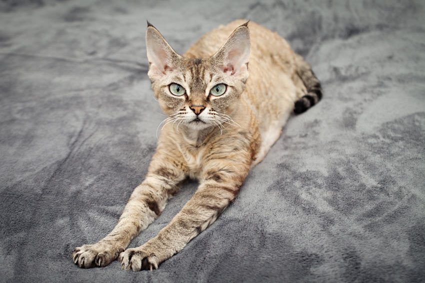 kleine kat