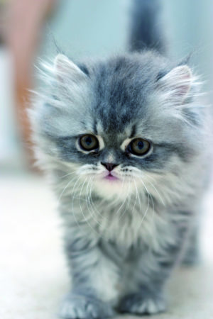 Schattige Kleine Katten Te Koop: Vind Jouw Nieuwe Harige Vriendje!