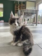 Prachtige Langharige Kittens Zoeken een Thuis in het Asiel