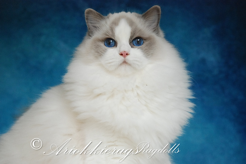 Prachtige Ragdoll Kat te Koop: Vind jouw Perfecte Pluizige Gezelschap!