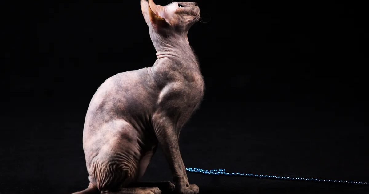 Sfinx Kat Te Koop: Vind Jouw Perfecte Haarloze Metgezel