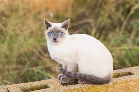 Prachtige Siamese Kat Kitten: Een Charmante Toevoeging aan Jouw Gezin