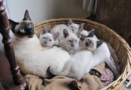 Siamese Kittens Te Koop: Ontdek De Charmante Wereld Van Siameesjes