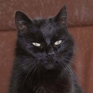 Prachtige Zwarte Kittens te Koop: Ontdek Hun Betoverende Schoonheid!