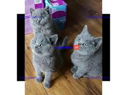 5 Prachtige Kittens Gratis Op Zoek Naar Een Thuis