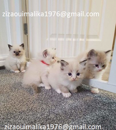 De Magie van Adoptie: Kittens Vinden Hun Thuis