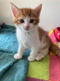 Kittens uit het asiel te koop: Ethische overwegingen en alternatieven