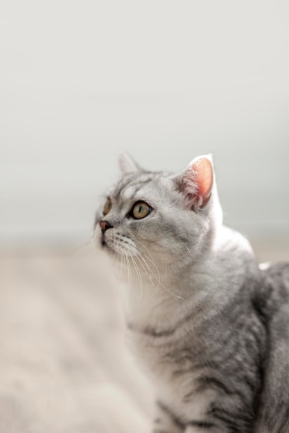 De Prachtige Elegante Beige Kat: Een Tijdloze Schoonheid