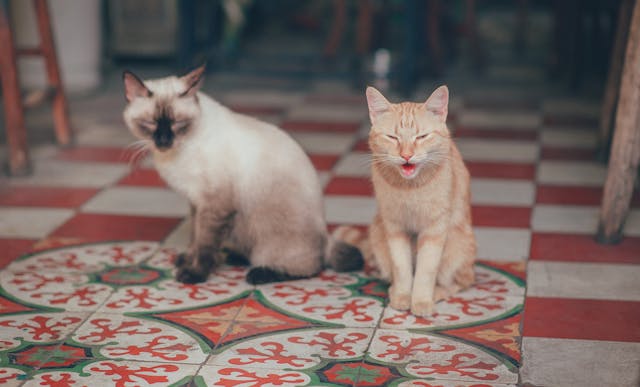 Tips voor een Gelukkige Binnenkat: Zo Maak je het Leven van je Kat Binnenshuis Aangenaam