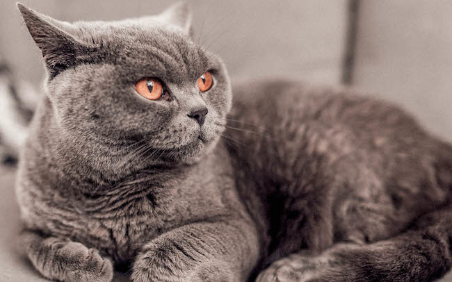 Alles over Britse Katten: Kenmerken en Verzorging van dit Geliefde Ras