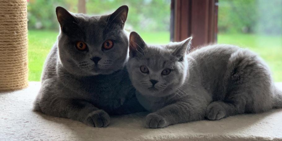 Schattige Britse Korthaar Kittens: Pluizige Vriendjes voor het Leven