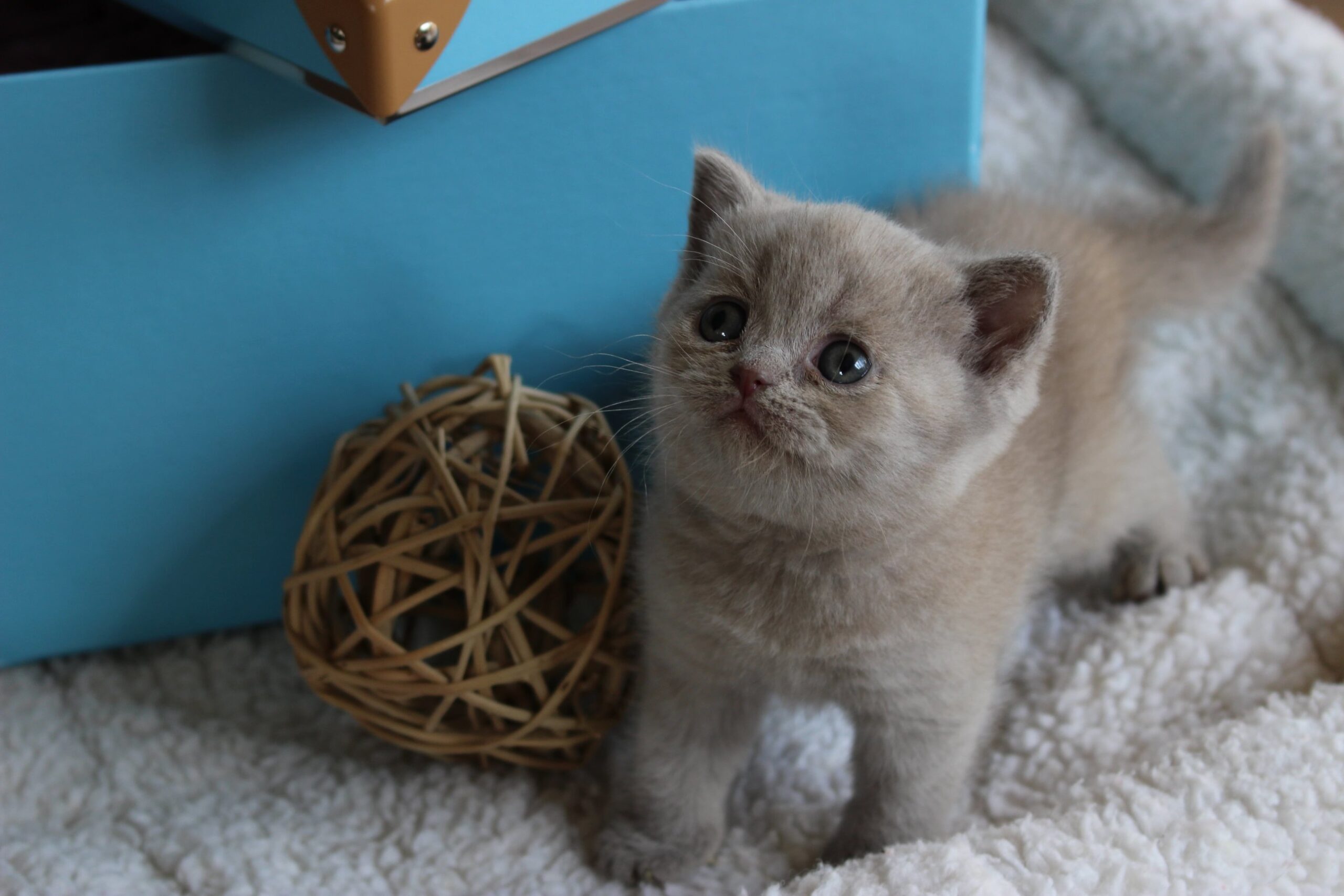 Let op: Gratis Britse Korthaar Kittens – Waarom Voorzichtigheid Geboden Is