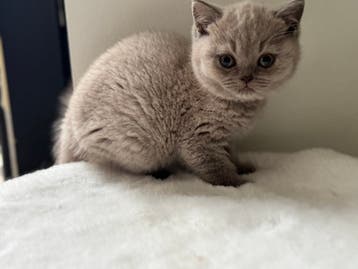 Prachtige Britse Korthaar Kittens te Koop – Vind Jouw Nieuwe Harige Vriend!