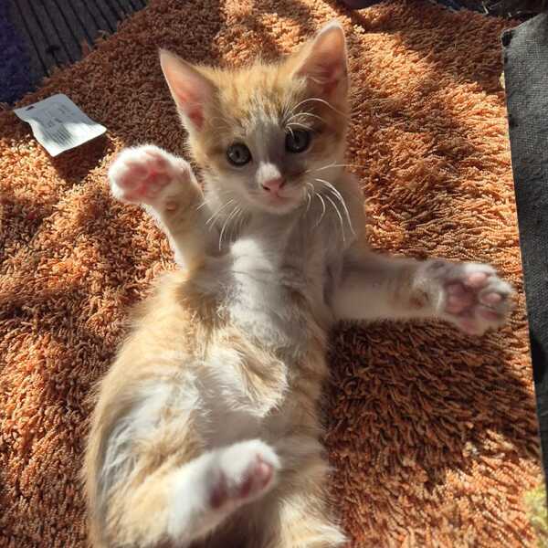 Schattige Huis, Tuin en Keuken Kittens te Koop
