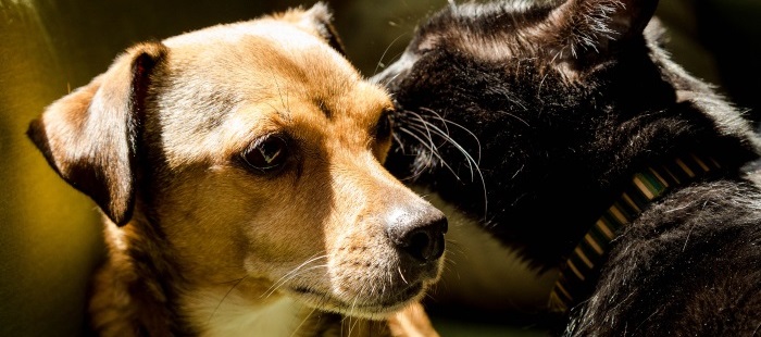 Kat en Hond: Een Vergelijkende Blik op Twee Geliefde Huisdieren
