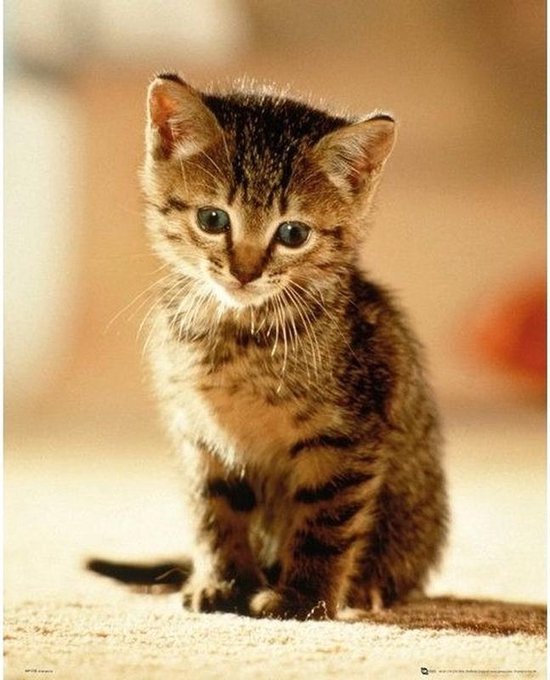 De Fascinerende Wereld van de Kat en Poes: Ontdek Hun Verschillen en Overeenkomsten