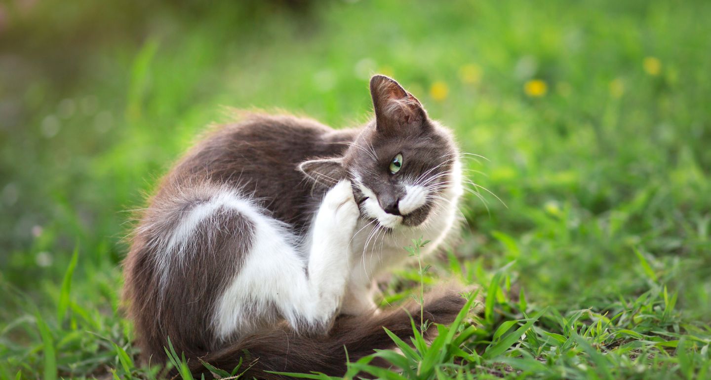 Alles wat je moet weten over kat oormijt: symptomen, behandeling en preventie