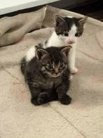 Ontdek de Katten Marktplaats: Vind jouw Perfecte Harige Vriend hier!
