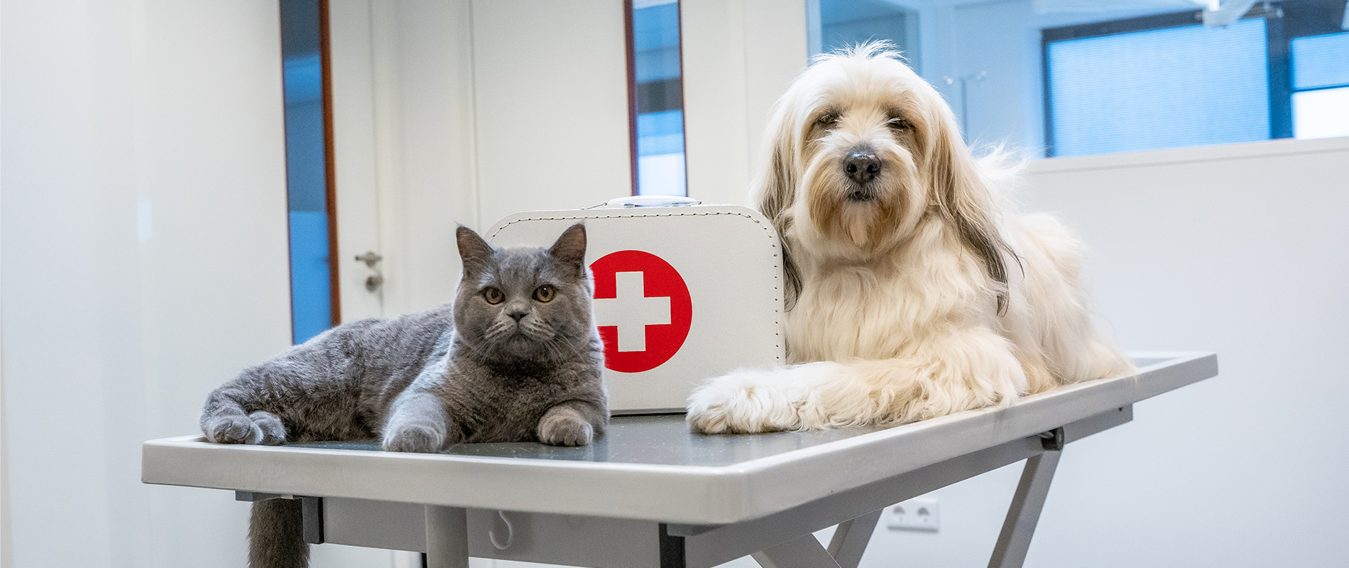 Interessante Feitjes Over Katten: Ontdek Leuke Katten Weetjes!