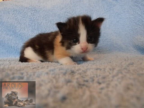 Het Belang van Een Kitten van 8 Weken: Ontwikkeling en Verzorging