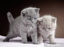 Prachtige Britse Korthaar Kittens te Koop bij Gespecialiseerde Cattery