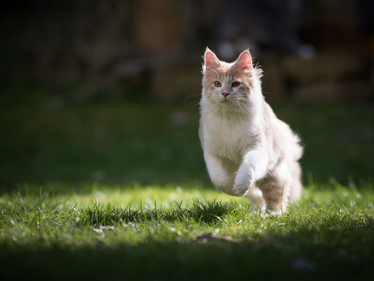 Veiligheidstips voor het laten van je kitten buiten