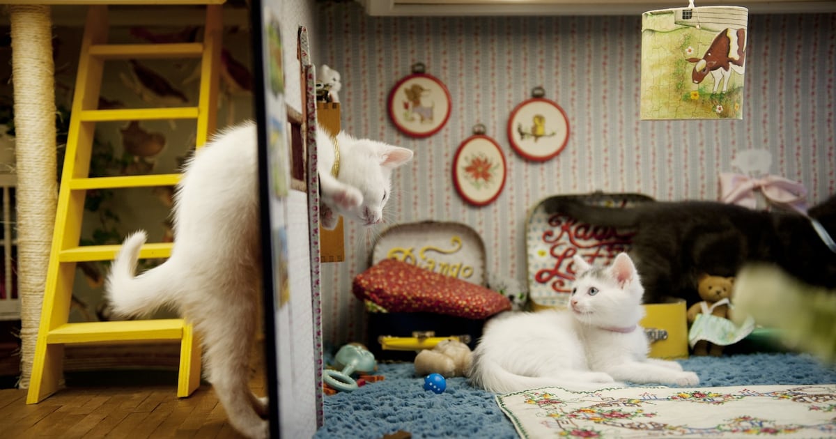Haal een speelse kitten in huis: Een nieuw maatje voor thuis!