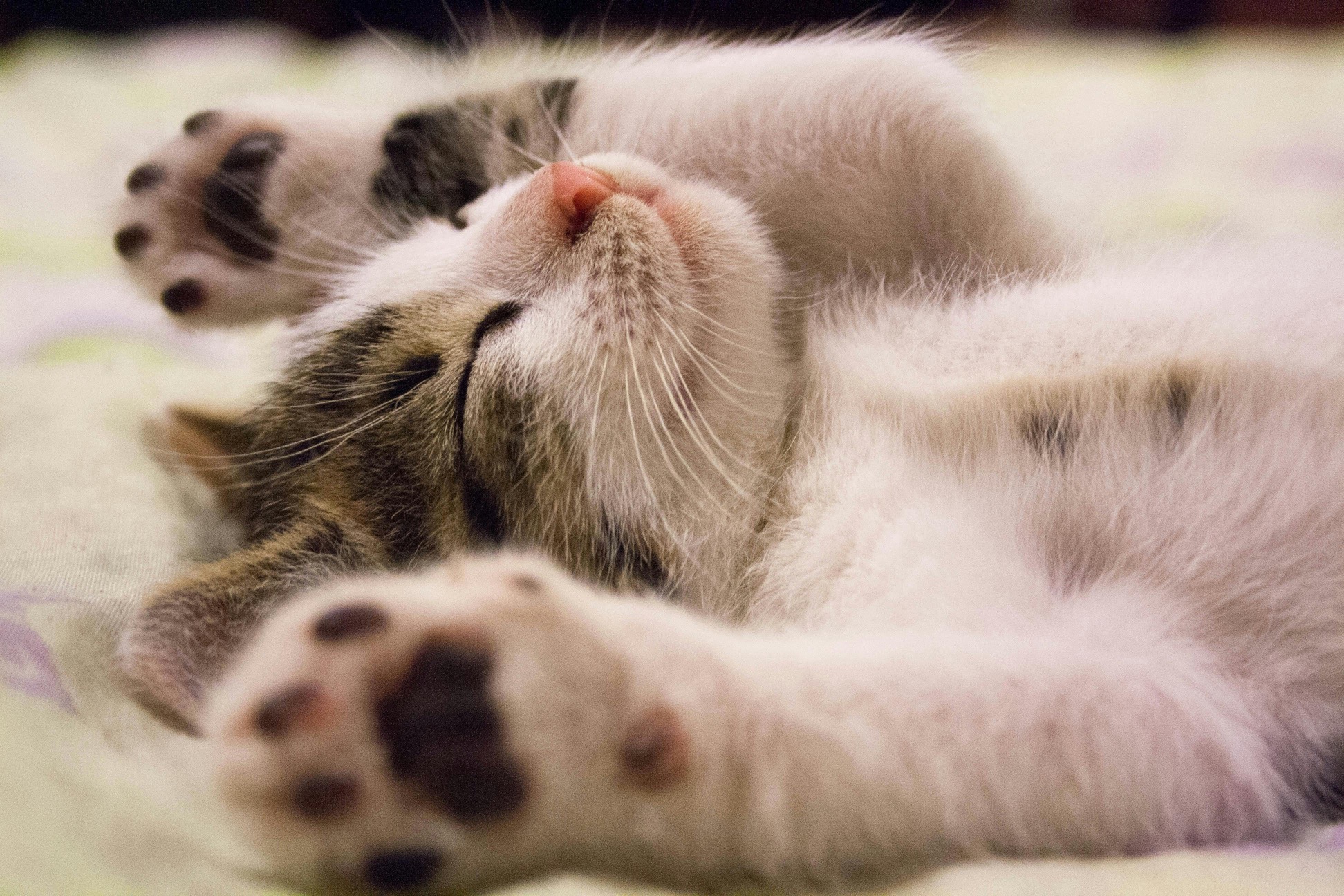 De Kosten van het Verzorgen van een Kitten: Wat Kost een Kitten Eigenlijk?