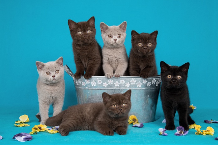 Schattig Britse Korthaar Kitten Te Koop – Ontmoet Onze Pluizige Vriendjes!