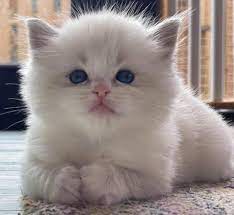 Schattig Ragdoll Kitten te Koop: Ontmoet je Nieuwe Pluizige Vriendje!