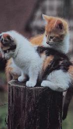 Schattige kittens te koop op Marktplaats: Vind jouw nieuwe harige vriendje hier!