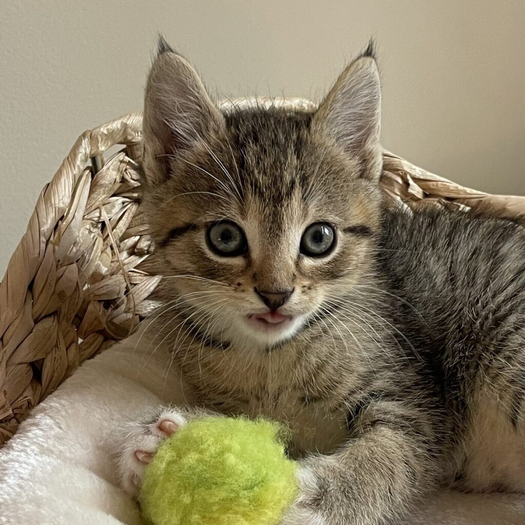 Schattige Kittens te Koop in het Asiel