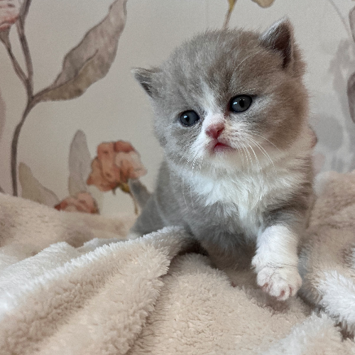 Schattige Britse Korthaar Kittens te Koop – Vind Jouw Perfecte Pluizige Metgezel!