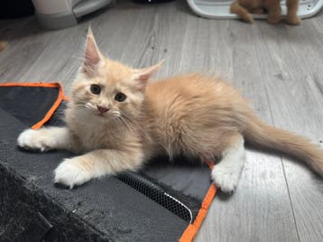 Schattige kittens te koop op Marktplaats – Vind jouw nieuwe pluizige vriendje hier!